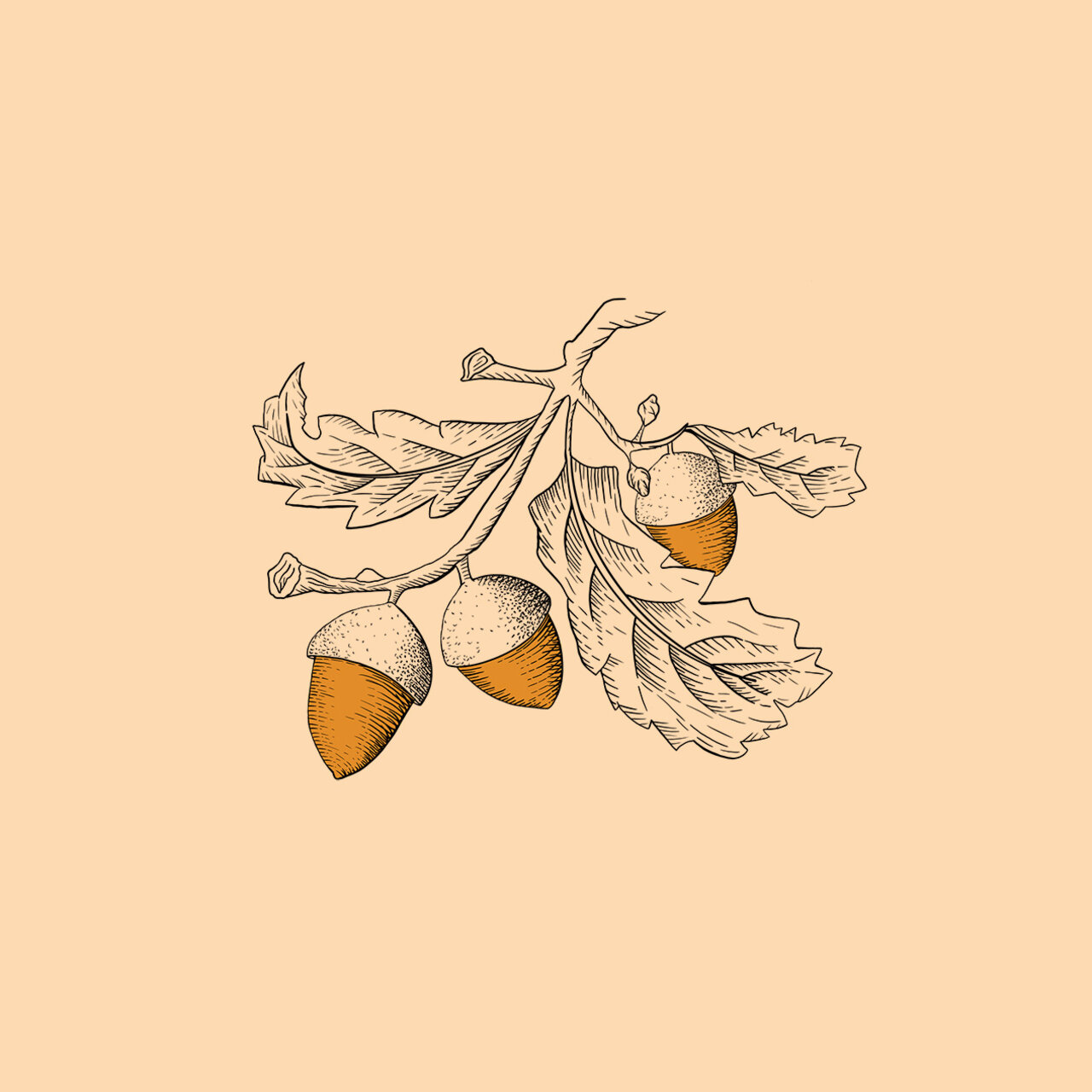 Botanische Illustration mit Früchten und Blättern auf apricotfarbenem Hintergrund – stilisierte Zeichnung in Schwarz und Orange.