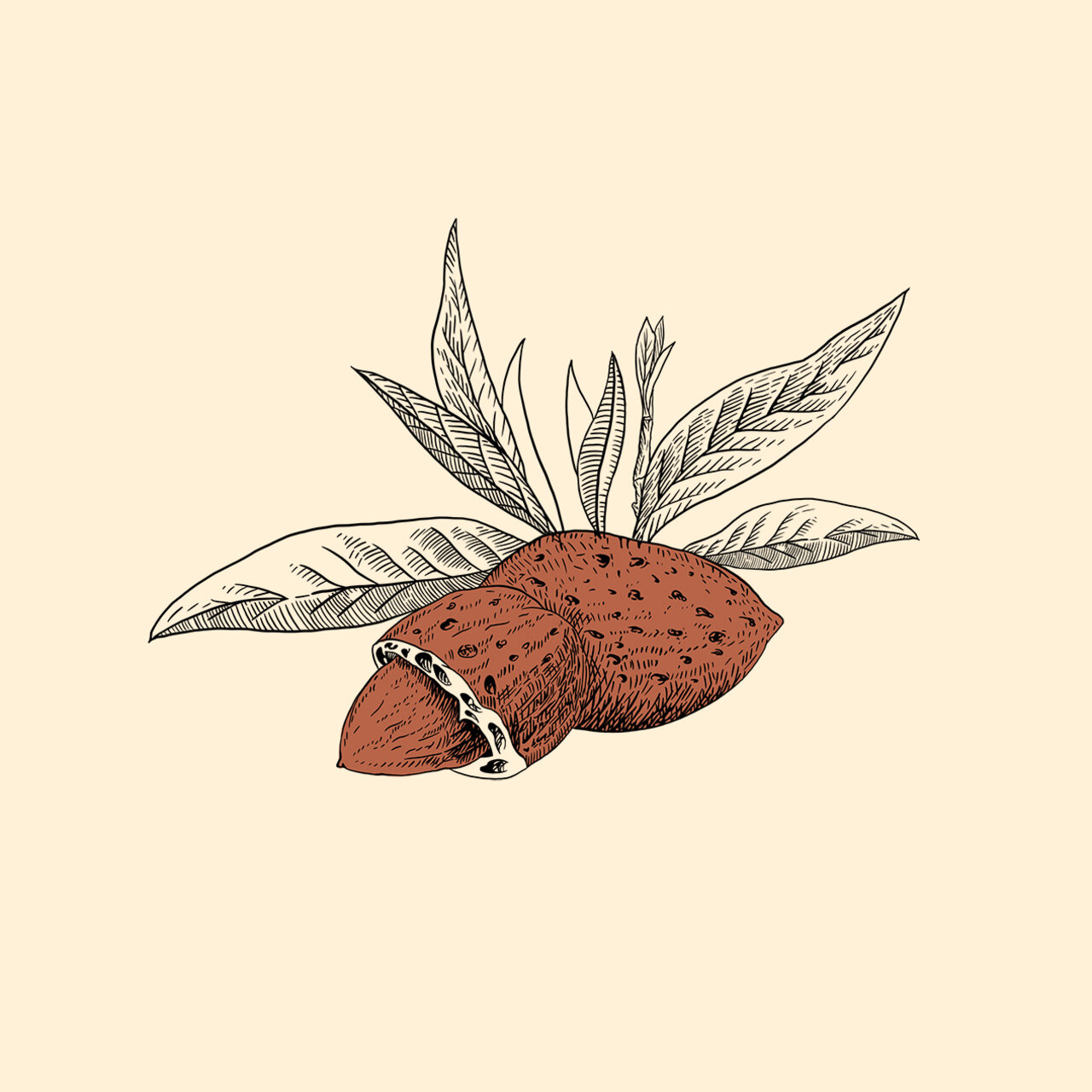 Illustration einer Mandel mit Blättern auf cremefarbenem Hintergrund – stilisierte botanische Zeichnung in Schwarz und Braunrot.